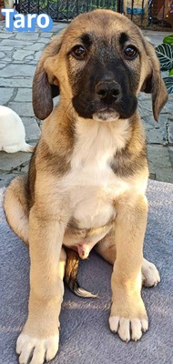 Taro, Bracke Welpen - Rüde