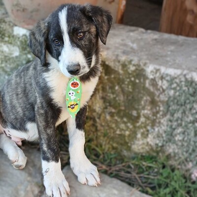 Taro - ruhig, ausgeglichen, entspannt 😎, Mischling Welpen - Rüde