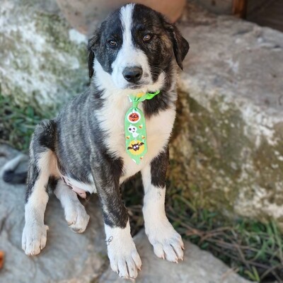 Taro - ruhig, ausgeglichen, entspannt 😎, Mischling Welpen - Rüde