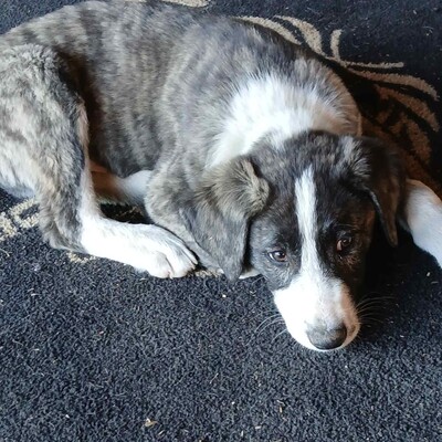 Taro - ruhig, ausgeglichen, entspannt 😎, Mischling Welpen - Rüde