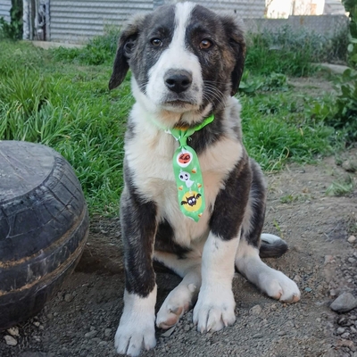 Taro - ruhig, ausgeglichen, entspannt 😎, Mischling Welpen - Rüde