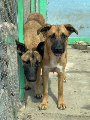 Tasha, Malinois Schäferhund Strassenhund - Hündin