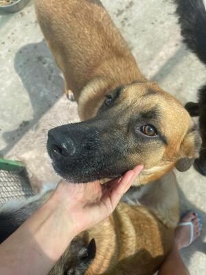 Tasha, Malinois Schäferhund Strassenhund - Hündin