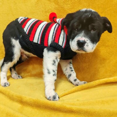 😍Tasmo Shar-Pei -Mischlingswelpe hat ein äußerst liebes, gutes, ruhiges Wesen ❤️, Shar-Pei -Mischling Welpen - Rüde