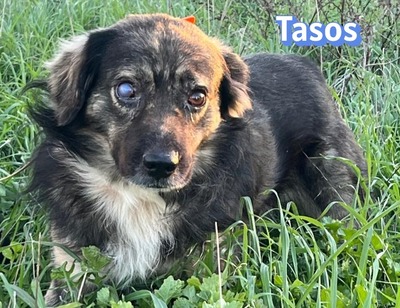 Tasos, Mischling - Rüde