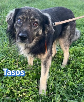 Tasos, Mischling - Rüde