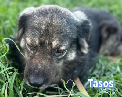 Tasos, Mischling - Rüde