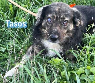 Tasos, Mischling - Rüde