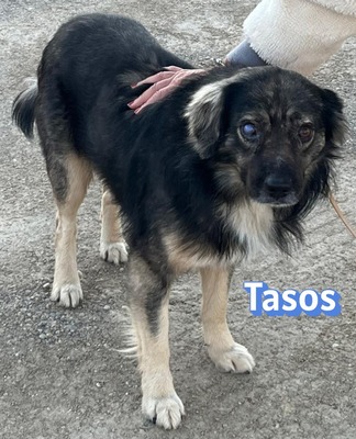 Tasos, Mischling - Rüde