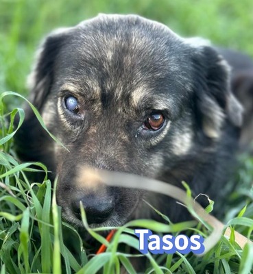 Tasos, Mischling - Rüde