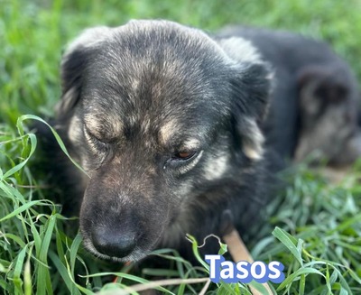 Tasos, Mischling - Rüde