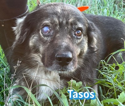 Tasos, Mischling - Rüde