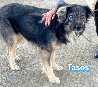 Tasos, Mischling - Rüde