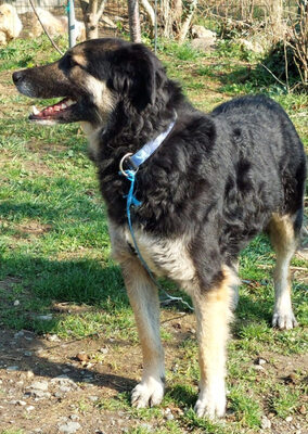 Tasso - NOTFALL Österreich, Mischling - Rüde