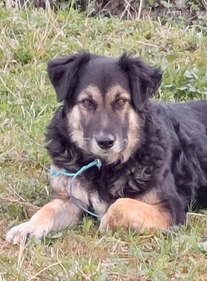 Tasso - NOTFALL Österreich, Mischling - Rüde