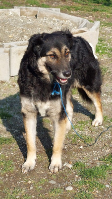 Tasso - NOTFALL Österreich, Mischling - Rüde