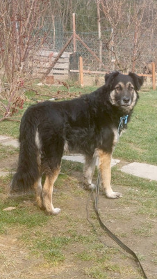 Tasso - NOTFALL Österreich, Mischling - Rüde