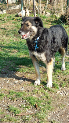 Tasso - NOTFALL Österreich, Mischling - Rüde