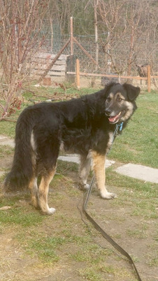 Tasso - NOTFALL Österreich, Mischling - Rüde