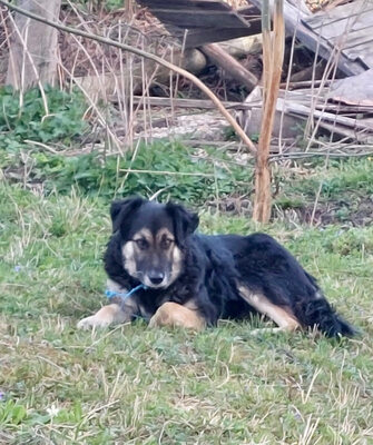 Tasso - NOTFALL Österreich, Mischling - Rüde