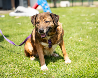 Taxina, mischling - Hündin