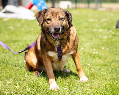 Taxina, mischling - Hündin