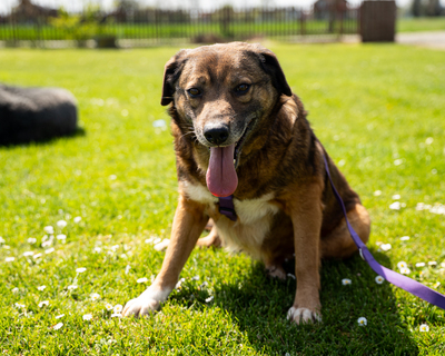 Taxina, mischling - Hündin