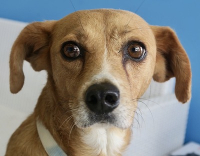 Taylor, Mix - Hündin