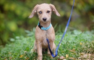 Tchibo, Mischling Welpen - Rüde