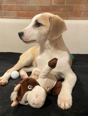 Tea, Tea sucht neues Zuhause - Hündin