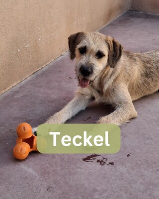 Teckel, Mischling - Hündin