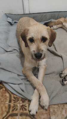 Teckel, Mischling - Hündin