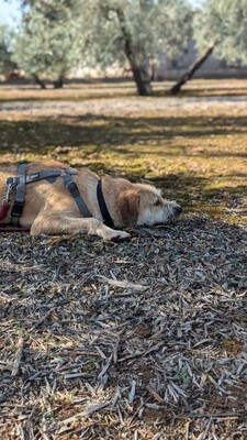 Teckel, Mischling - Hündin