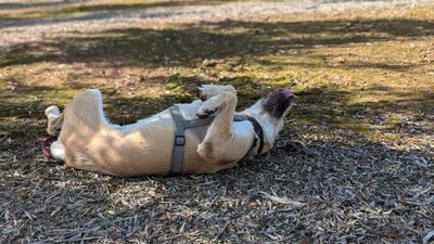 Teckel, Mischling - Hündin