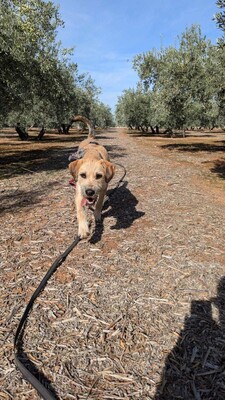 Teckel, Mischling - Hündin