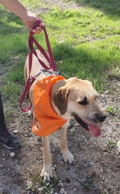 Teckel, Mischling - Hündin