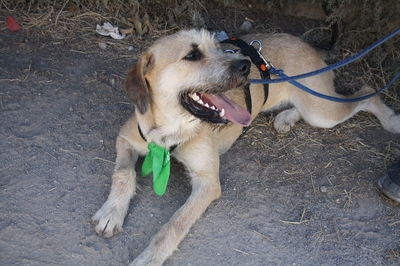 Teckel, Mischling - Hündin