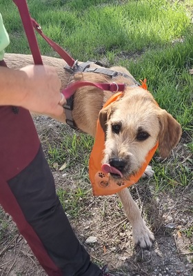 Teckel, Mischling - Hündin