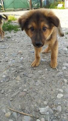 Teddy, Mischling Welpen - Rüde