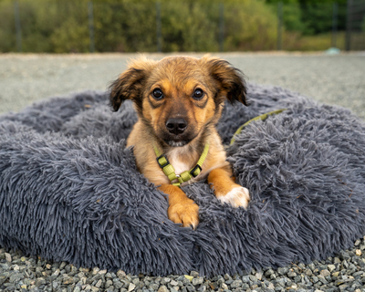 Teddy, Mischling Welpen - Rüde