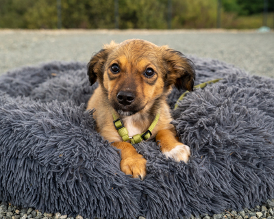 Teddy, Mischling Welpen - Rüde
