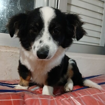 Teddy - aufgeschlossen & freundlich 🫶, Mischling Welpen - Rüde