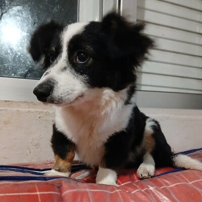 Teddy - aufgeschlossen & freundlich 🫶, Mischling Welpen - Rüde