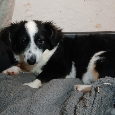 Teddy - aufgeschlossen & freundlich 🫶 / Reserviert, Mischling Welpen - Rüde