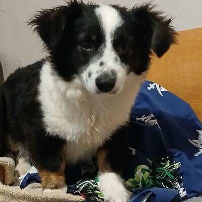 Teddy - aufgeschlossen & freundlich 🫶 / Reserviert, Mischling Welpen - Rüde