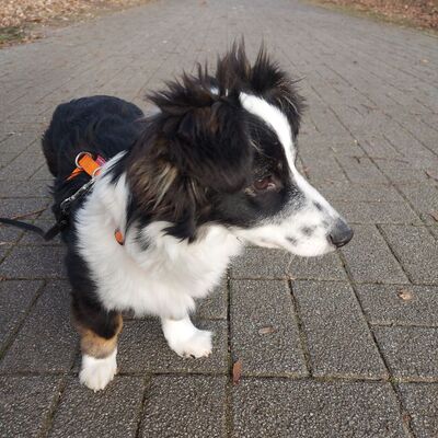 Teddy - aufgeschlossen & freundlich 🫶 / Reserviert, Mischling Welpen - Rüde