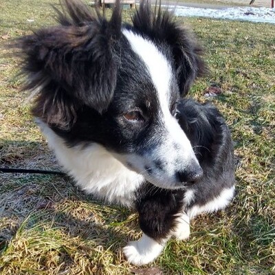 Teddy - aufgeschlossen & freundlich 🫶 / Reserviert, Mischling Welpen - Rüde