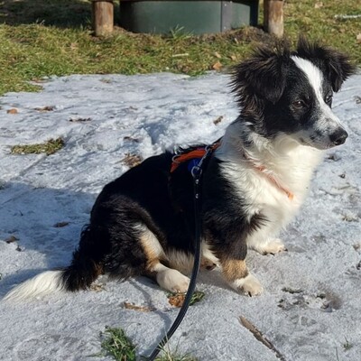 Teddy - aufgeschlossen & freundlich 🫶 / Reserviert, Mischling Welpen - Rüde