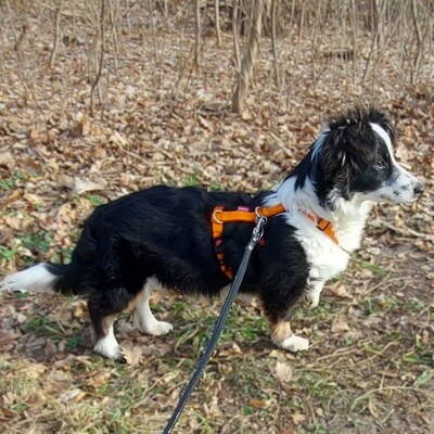 Teddy - aufgeschlossen & freundlich 🫶 / Reserviert, Mischling Welpen - Rüde