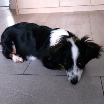 Teddy - aufgeschlossen & freundlich 🫶 / Reserviert, Mischling Welpen - Rüde